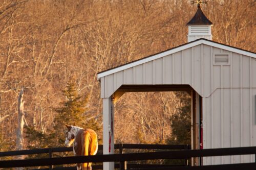 small cupola for horse run in shed